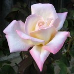 how to grow roses in containers as well as growing roses from seed and cuttings