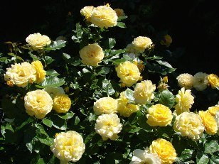 how to grow roses from seed and other gardening advice